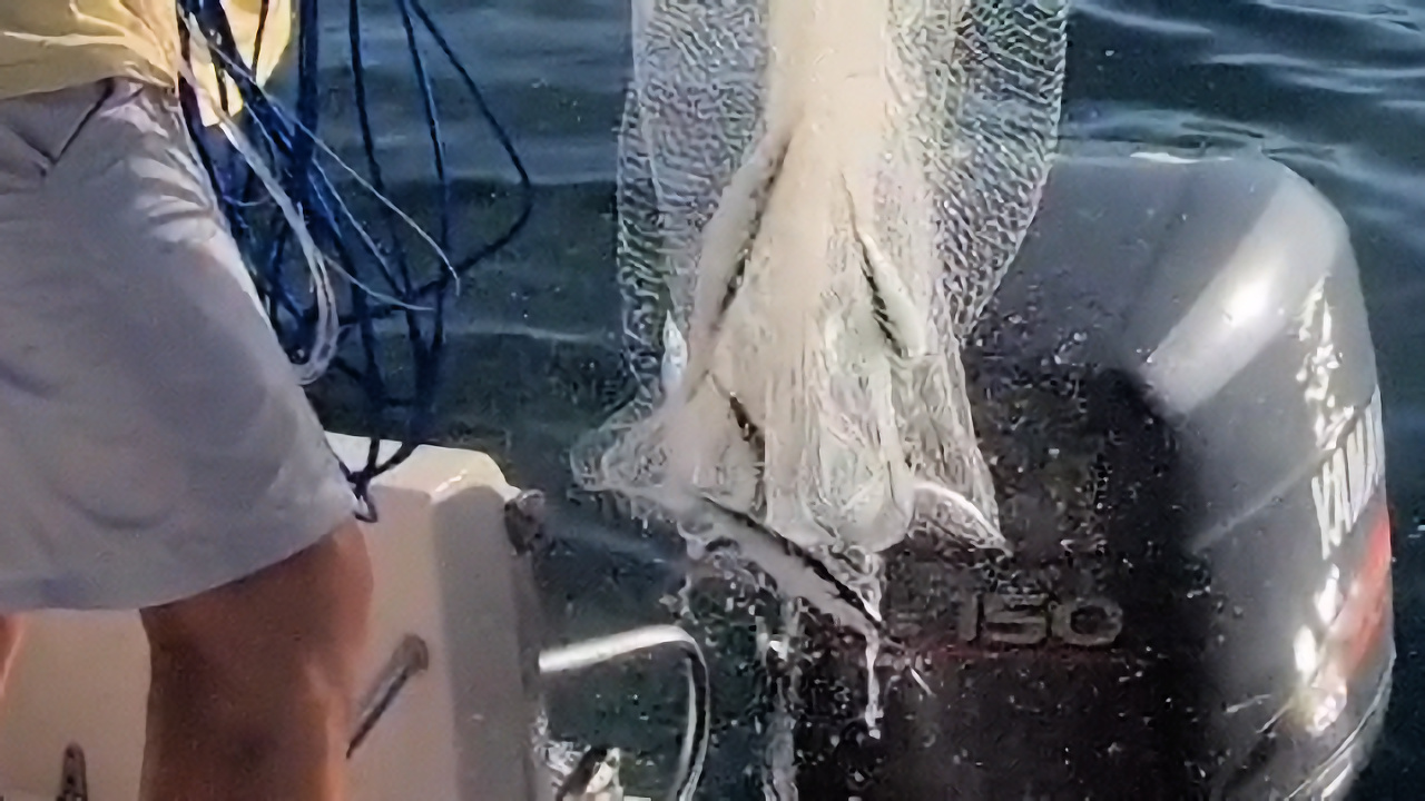 Catching Ballyhoo With a Cast Net