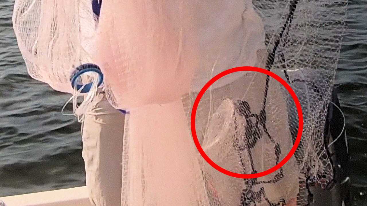 How to Untangle a Cast Net