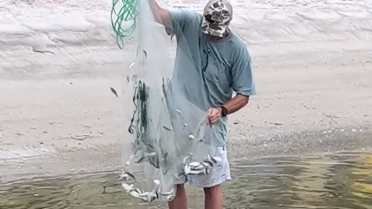 Catching Pilchards With a Cast Net